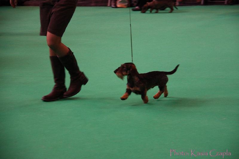 Crufts2011_2 594.jpg